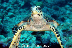 Hawksbill turtle by Grant Kennedy 